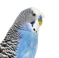 Side view of Blue crested Budgerigar head shot macro, isolated o