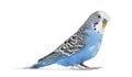 Side view Blue crested Budgerigar, isolated on white