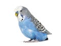 Side view Blue crested Budgerigar, isolated