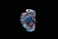 Side view of Blue halfmoon betta fish siamese marble grizzle type isolated on black background