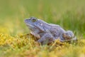 side view of Blue Moor frog