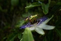 Side view of a Blue Passiebloem flower Royalty Free Stock Photo