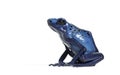 Side view of a Blue poison dart frog, Dendrobates tinctorius azureus, isolated on white Royalty Free Stock Photo