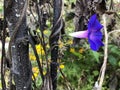 Side View Blue and Purple Morning Glory Trumpet Flower Royalty Free Stock Photo