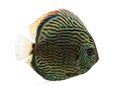 Side view of a Blue snakeskin discus, Symphysodon aequifasciatus Royalty Free Stock Photo