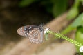 Side view on a blue sparkled butterfly with a blurred background in a greenhouse in emsbÃÂ¼ren emsland germany Royalty Free Stock Photo