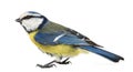 Side view of a Blue Tit, Cyanistes caeruleus Royalty Free Stock Photo