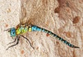 Dragonfly Royalty Free Stock Photo