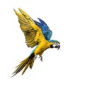 Side view of a blue-and-yellow macaw, Ara ararauna, flying Royalty Free Stock Photo