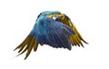 Side view of a blue-and-yellow macaw, Ara ararauna, flying Royalty Free Stock Photo