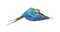 Side view of a blue-and-yellow macaw, Ara ararauna, flying Royalty Free Stock Photo