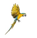 Side view of a blue-and-yellow macaw, Ara ararauna, flying Royalty Free Stock Photo