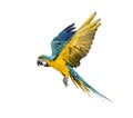 Side view of a blue-and-yellow macaw, Ara ararauna, flying Royalty Free Stock Photo