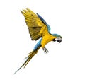 Side view of a blue-and-yellow macaw, Ara ararauna, flying Royalty Free Stock Photo