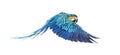 Side view of a blue-and-yellow macaw, Ara ararauna, flying Royalty Free Stock Photo