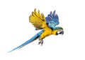 Side view of a blue-and-yellow macaw, Ara ararauna, flying Royalty Free Stock Photo