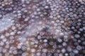 Side view of blueberries floating in water