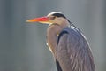 Side view of body part of a grey heron Royalty Free Stock Photo