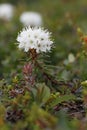 Side view of Bog Labrador Tea flower, Rhododendron groenlandicum