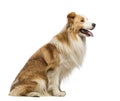 Side view of a Border Collie, 1.5 years old, sitting and panting Royalty Free Stock Photo