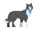 Side View of Border Collie Dog, Smart Shepherd Pet Animal with Black White Coat Cartoon Vector Illustration Royalty Free Stock Photo