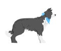 Side View of Border Collie Dog, Smart Shepherd Pet Animal with Black White Coat Cartoon Vector Illustration Royalty Free Stock Photo