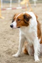 Side view of a Border Collie looks carefully, watches what is happening around sitting Royalty Free Stock Photo