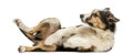 Side view of a Border collie lying on its back, submissive Royalty Free Stock Photo