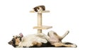 Side view of a Border collie lying on its back Royalty Free Stock Photo