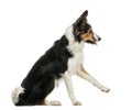 Side view of a Border collie pawing up, obeying,