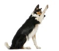 Side view of a Border collie pawing up, obeying,
