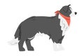 Side View of Border Collie Shepherd Pet Dog with Black White Coat in Red Neckerchief Cartoon Vector Illustration Royalty Free Stock Photo