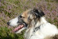 Side view of a Borzoi`s long shaped head with heather as background