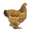 Side view of Brahma chicken Royalty Free Stock Photo