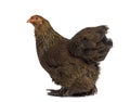 Side view of a Brahma hen Royalty Free Stock Photo