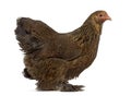Side view of a Brahma hen Royalty Free Stock Photo