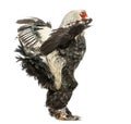 Side view of a Brahma Rooster flapping its wings Royalty Free Stock Photo