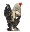 Side view of a Brahma Rooster, isolated Royalty Free Stock Photo