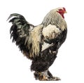 Side view of a Brahma Rooster