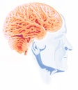 Side view of a brain of an elderly man. Neurons and synapses.