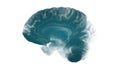 Side View Brain On White Background. Neurological Diseases, Tumors And Brain Surgery