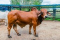 breeding bull of red Brahman breed Royalty Free Stock Photo