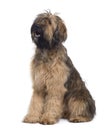 Side view of Briard dog, 9 Months Old, sitting Royalty Free Stock Photo