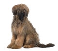 Side view of Briard, sitting and looking away Royalty Free Stock Photo