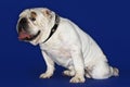 Side View Of British Bulldog Sitting Royalty Free Stock Photo