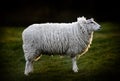 Side View of British Sheep Royalty Free Stock Photo