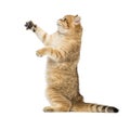 Side view of a British shorthair on hind legs, pawing up