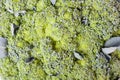 Side view of broccoli cabbage inflorescences of green color with leaves on a white isolated background in a photo studio. Fresh Royalty Free Stock Photo