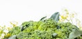 Side view of broccoli cabbage inflorescences of green color with leaves on a white isolated background in a photo studio. Fresh Royalty Free Stock Photo