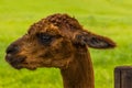 A side view of a brown Alpaca in Charnwood Forest